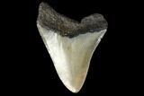 Fossil Megalodon Tooth - North Carolina #119417-1